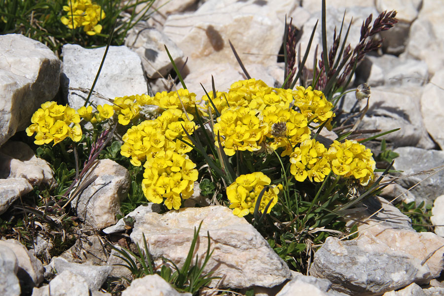 Obirski grobeljnik
Obirski grobeljnik na Zadnjem Voglu.
Ključne besede: obirski grobeljnik alyssum ovirense