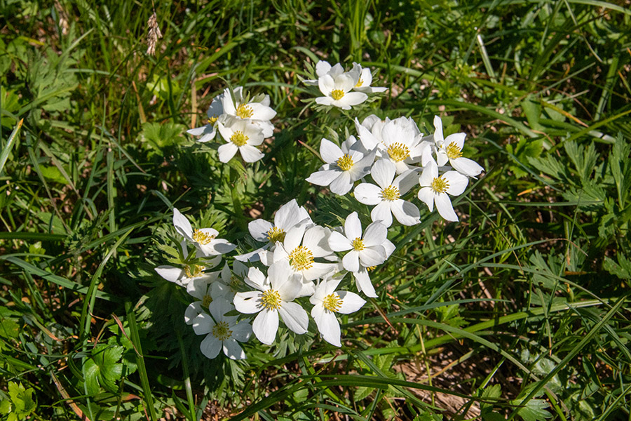 Kobulasta vetrnica
Kobulasta vetrnica na Črni prsti.
Ključne besede: kobulasta vetrnica anemone narcissiflora