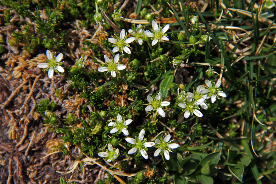 Resasta popkoresa
Resasta popkoresa v snežnih dolinicah pod Rodico (Bohinjska stran).
Ključne besede: resasta popkoresa moehringia ciliata