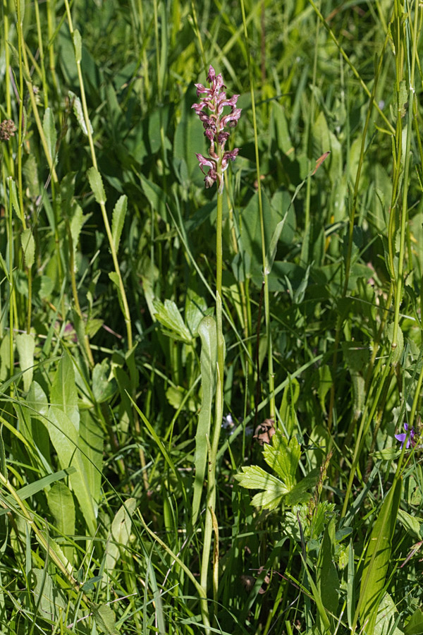 Steničja kukavica III.
Steničja kukavica.
Ključne besede: steničja kukavica orchis coriophora