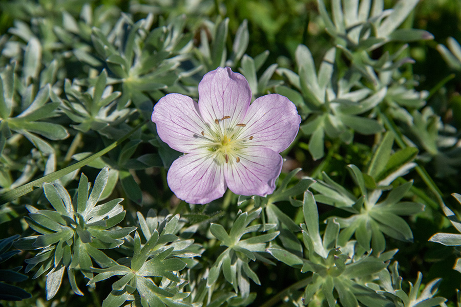 Srebrna krvomočnica
Srebrna krvomočnica na Črni prsti.
Ključne besede: srebrna krvomočnica geranium argenteum