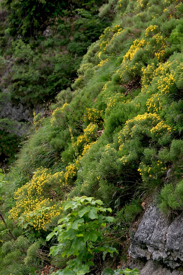 Žarkasta košeničica (omelika)
Žarkasta košeničica (Genista radiata), znana tudi kot omelika. Na Baškem sedlu.
Ključne besede: žarkasta košeničica omelika genista radiata