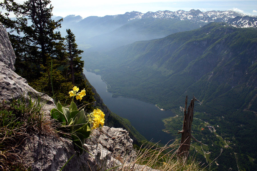 Razgled
Najprepričlivejše je vedno Bohinjsko jezero. Tu se kaže z avrikljem. Pod Pršivcem.
Ključne besede: pršivec bohinjsko jezero ukanc lepi jeglič  avrikelj primula auricula