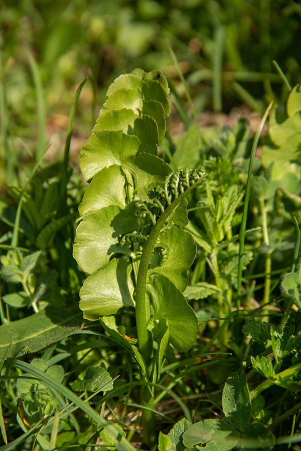 Navadna mladomesečina
Navadna mladomesečina na Črni prsti.
Ključne besede: navadna mladomesečina botrychium lunaria