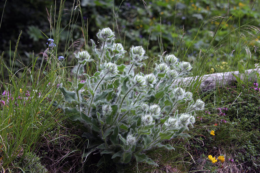Kosmata škržolica
Kosmata škržolica (Hieracium villosum). Tudi ta je z Baškega sedla.
Ključne besede: kosmata škržolica hieracium villosum