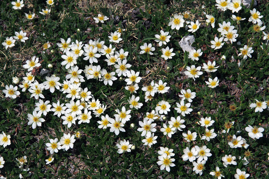 Alpska velesa
Pod sedlom Čez Suho.
Ključne besede: alpska velesa dryas octopetala