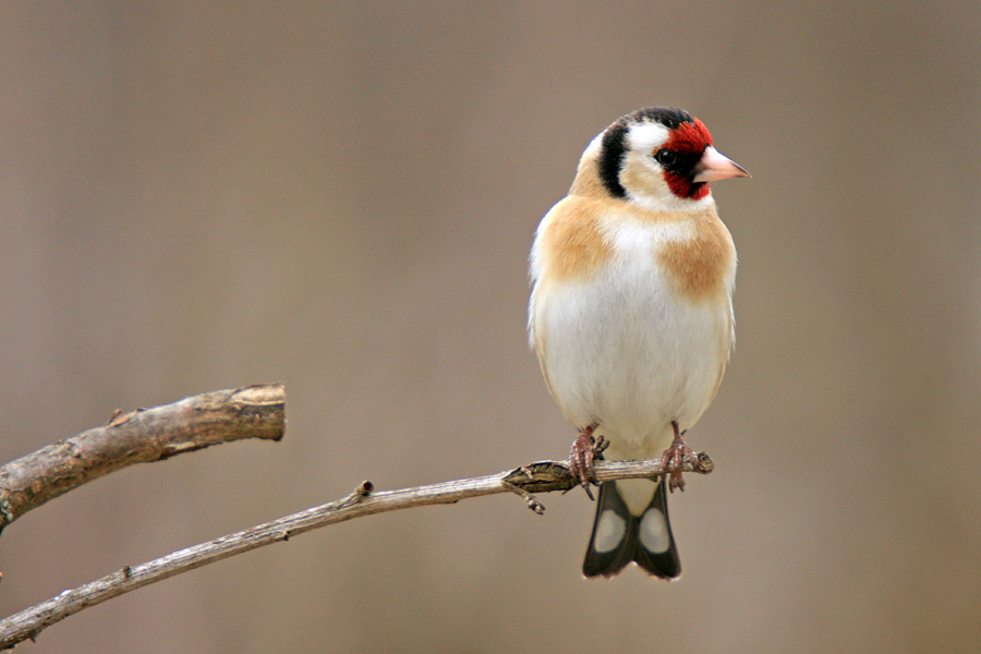 Pisanec
Lišček.
Ključne besede: lišček carduelis carduelis