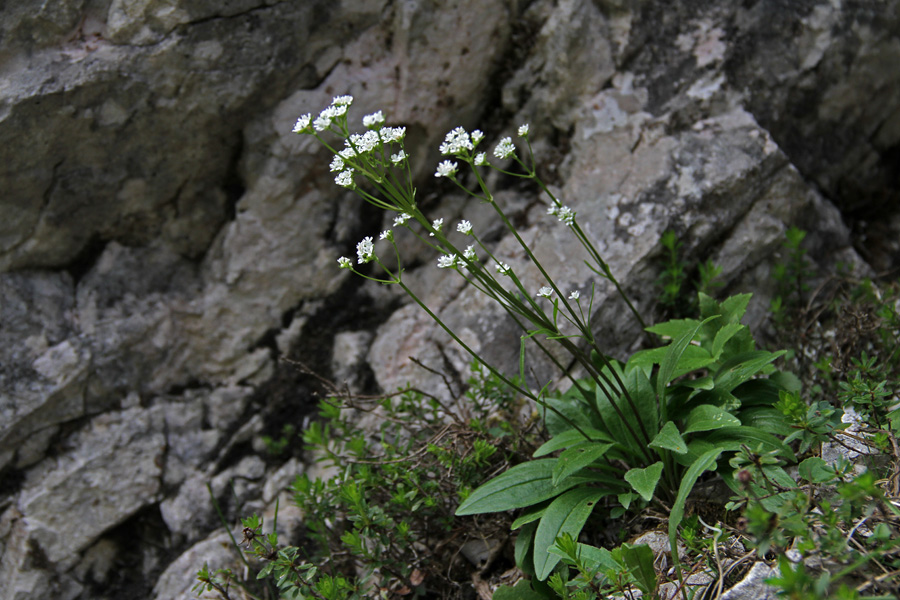 Skalna špajka
Te špajke ni pustil fotografirati veter. Pod Rodico (Bohinjska stran).
Ključne besede: skalna špajka valeriana saxatilis