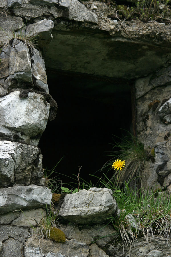 Na oknu
No, cvet je tu precej majhen, gre pa za uhato škržolico (Hieracium auricula). Okno pa je ostanek karavle, ki je nastala v obdobju med obema vojnama na Baškem sedlu, kjer je takrat potekala meja med Jugoslavijo in Italijo.
Ključne besede: uhata škržolica hieracium auricula