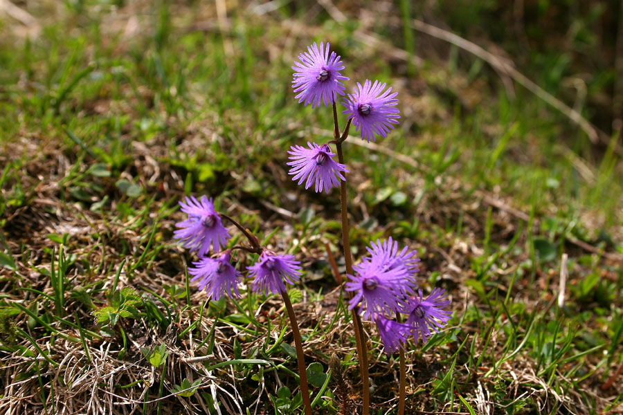 Navadni alpski zvonček
Navadni alpski zvonček (Soldanella alpina).Tam kjer je bil še včeraj sneg so zdaj že alpski zvončki. Planina Viševnik.
Ključne besede: navadni alpski zvonček soldanella alpina