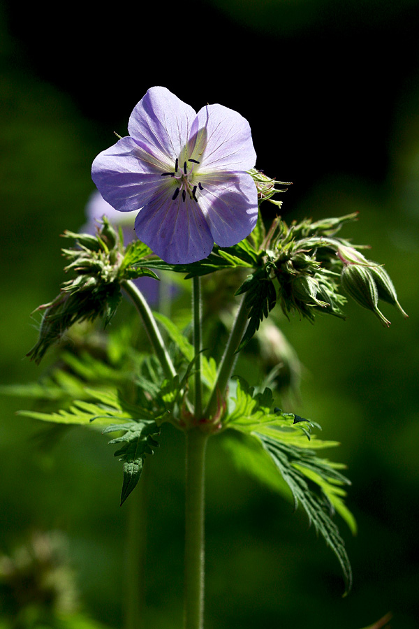Travniška krvomočnica
Travniška krvomočnica na Ajdovskem gradcu.
Ključne besede: travniška krvomočnica geranium pratense