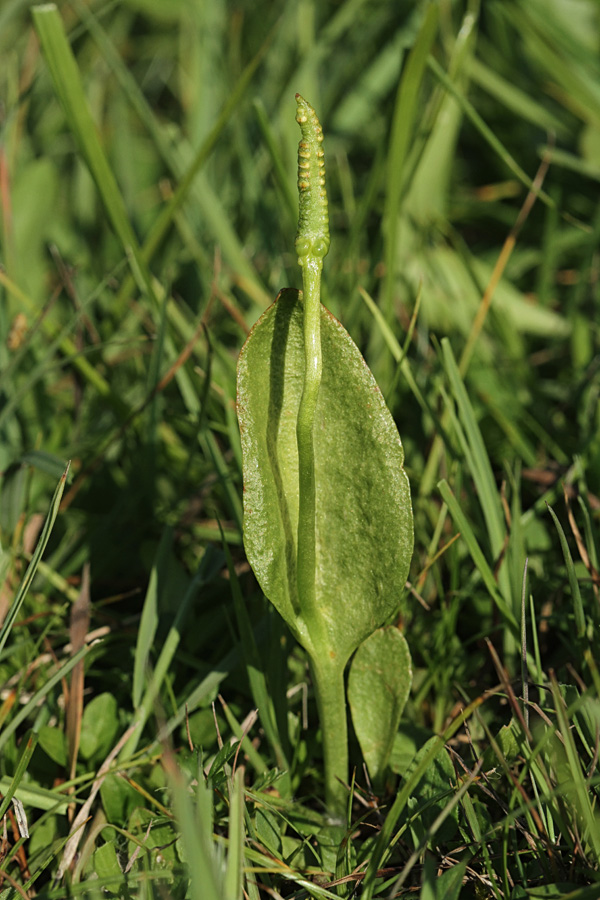 Navadni kačji jezik III.
Navadni kačji jezik.
Ključne besede: navadni kačji jezik ophioglossum vulgatum