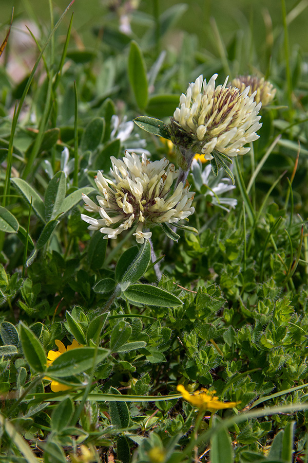 Noriška detelja
Noriška detelja na Črni prsti.
Ključne besede: noriška detelja trifolium noricum