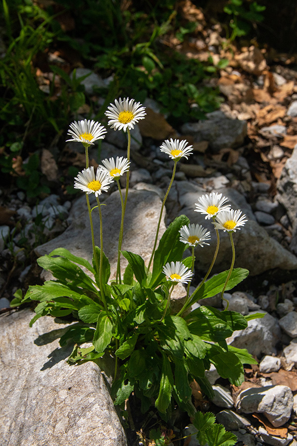 Marjetičasta nebina
Marjetičasta nebina, Pot na Črno prst.
Ključne besede: marjetičasta nebina aster bellidiastrum