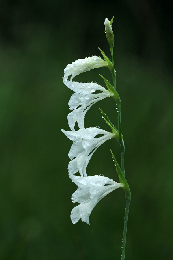 Močvirski meček (albin)
Močvirski meček (albin).
Ključne besede: močvirski meček gladiolus palustris