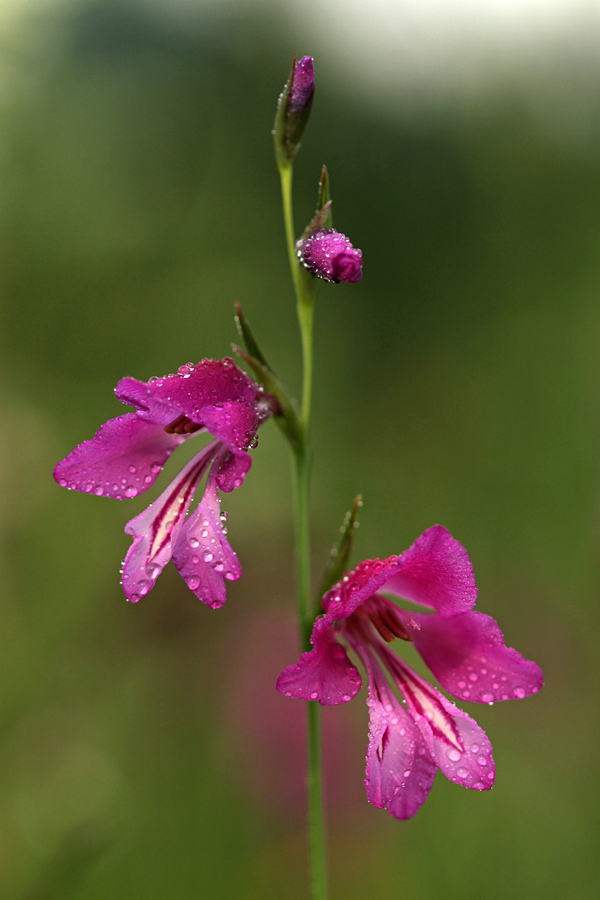 Močvirski meček
V jutranji rosi.
Ključne besede: močvirski meček gladiolus palustris