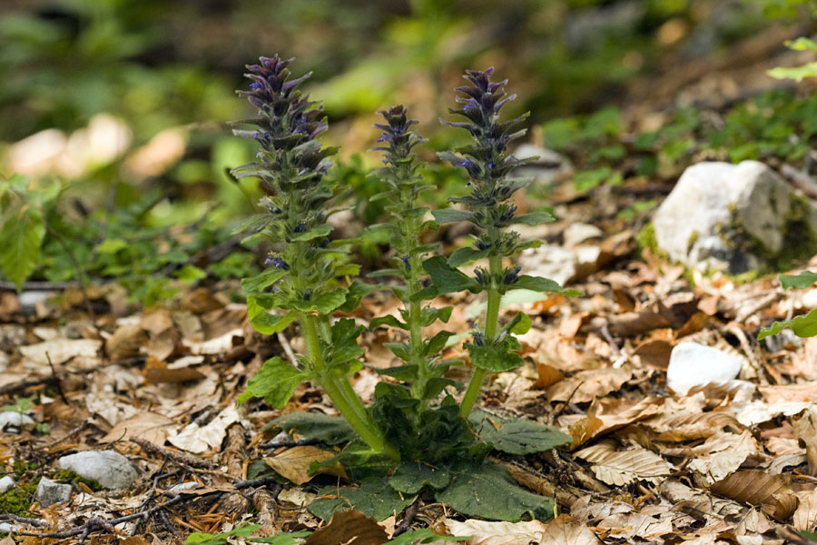 Piramidasti skrečnik
Piramidasti skrečnik v Bohinjskih gozdovih.
Ključne besede: piramidasti skrečnik ajuga pyramidalis