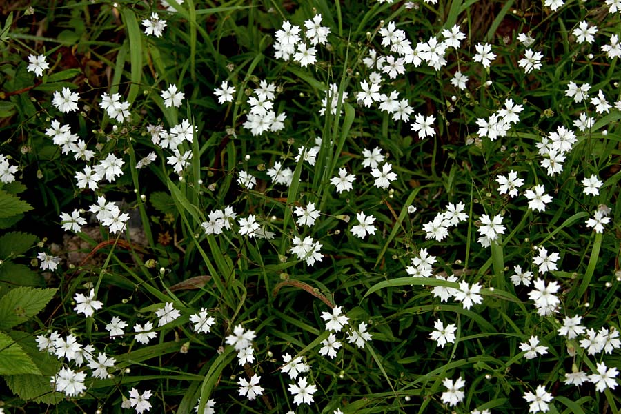 Planinski slanozor
Planinski slanozor (Heliosperma alpestre). Najdemo jo nekoliko višje. Tale je z Jalovice.
Ključne besede: planinski slanozor heliosperma alpestre