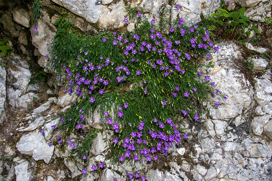 Karnijska zvončica
Ob poti na Črno prst.
Ključne besede: karnijska zvončica campanula carnica