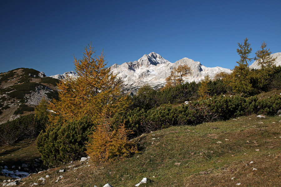 S poti na Mrežce IV.
Triglav in zadnji macesni.
Ključne besede: triglav mrežce