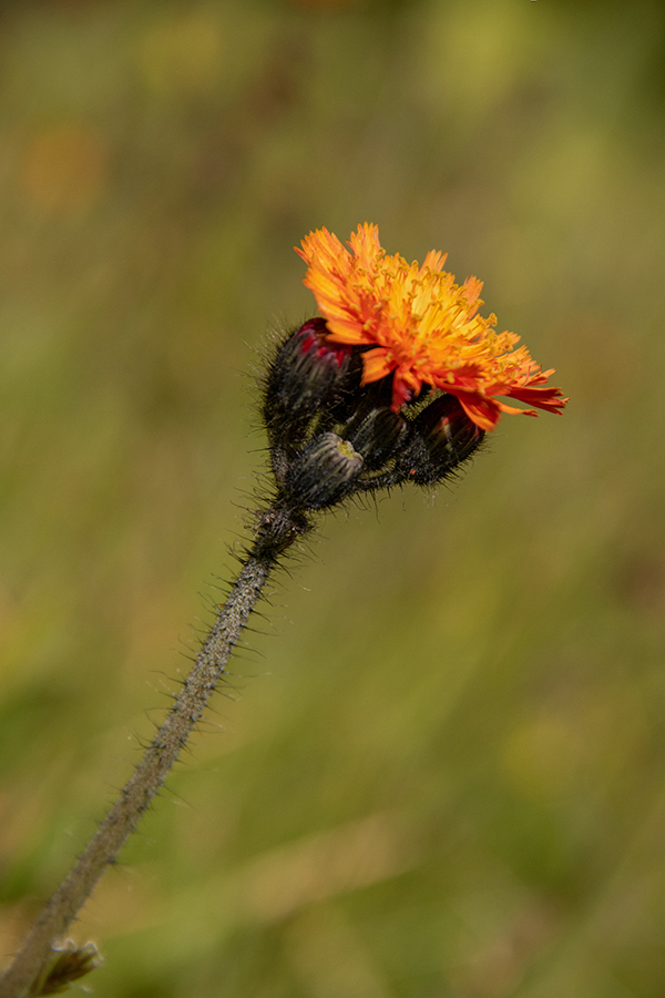 Oranžna škržolica
Oranžna škržolica.
Ključne besede: oranžna škržolica hieracium aurantiacum