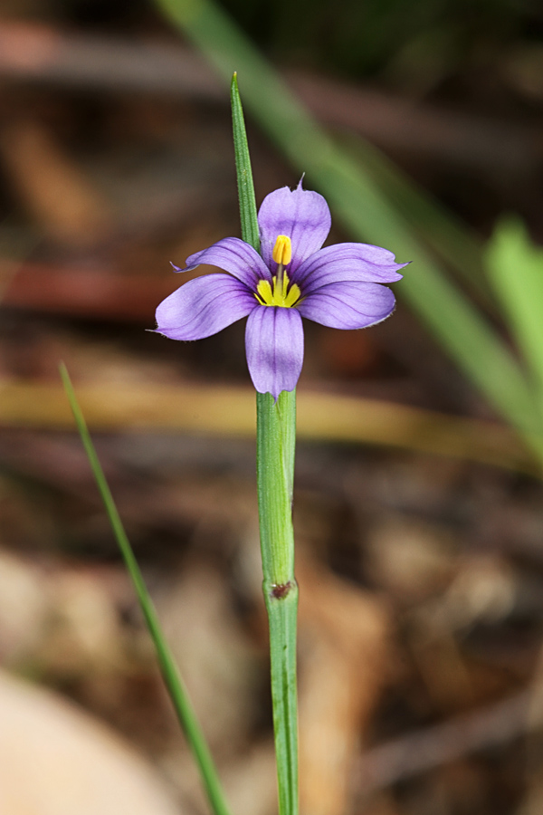 Bermudski modri meček I.
Bermudski modri meček pri Stari Fužini v Bohinju.
Ključne besede: bermudski modri meček sisyrinchium bermudiana