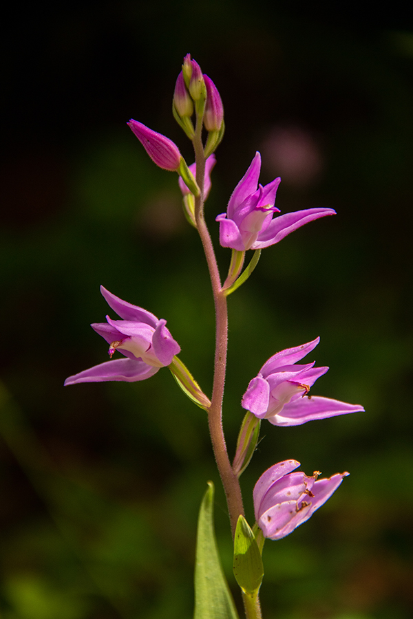 Rdeča naglavka
Rdeča naglavka.
Ključne besede: rdeča naglavka cephalanthera rubra