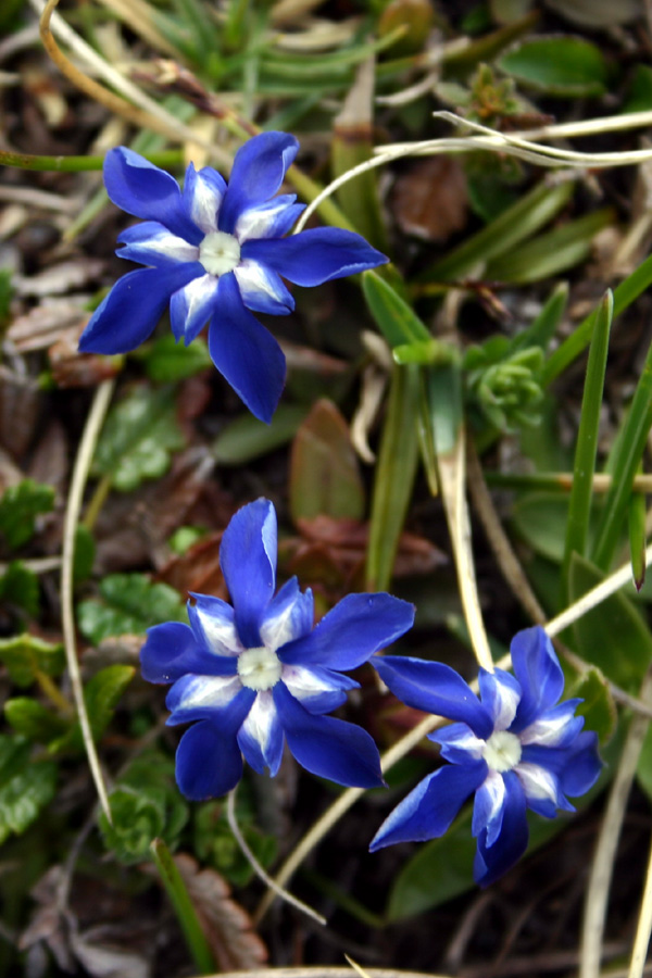 Spomladanski svišč
Spomladanski svišč (Gentiana verna).Vrtaško Sleme. Najlepša hvala g. Marjanu "Smari" in g. Tonetu Wraberju za določitev vrste.
Ključne besede: spomladanski svišč gentiana verna