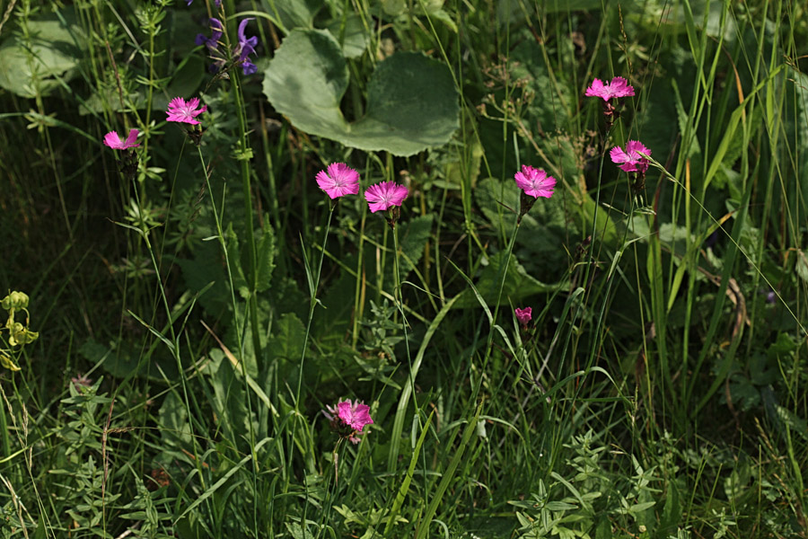Brkati klinček
Brkati klinček v Ukancu.
Ključne besede: brkati klinček turški nagelj dianthus barbatus