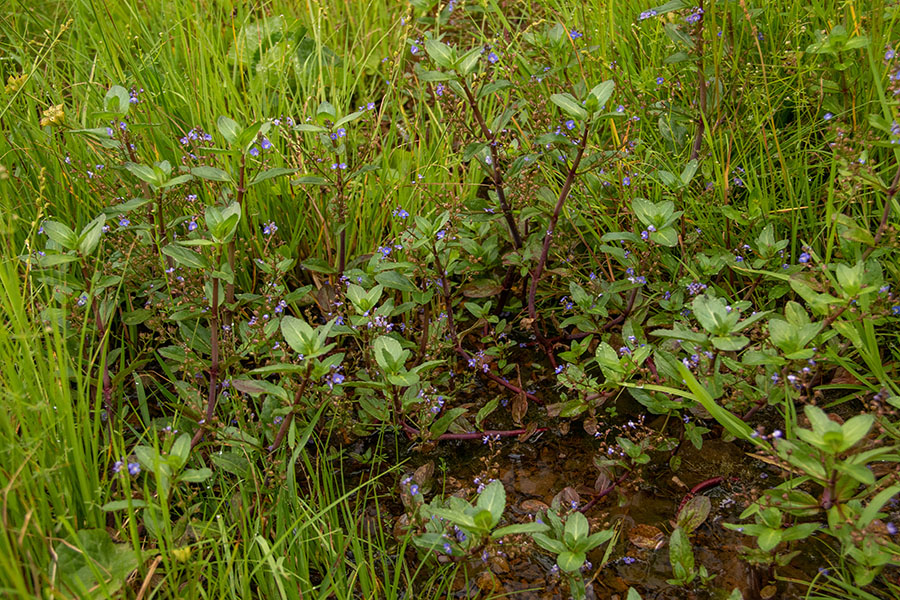 Studenčni jetičnik 
Studenčni jetičnik na Jelovici.
Ključne besede: studenčni jetičnik veronica beccabunga