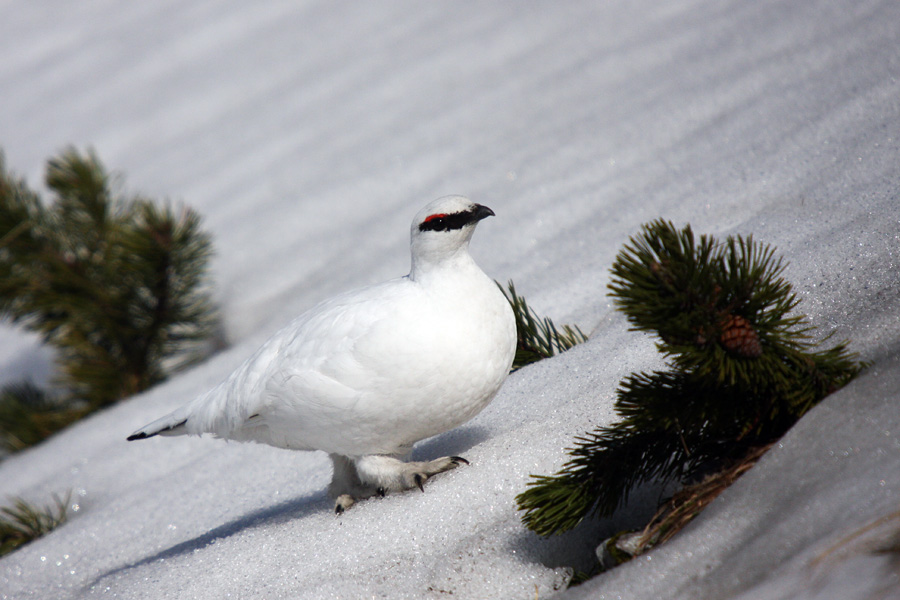 Belka IX.
Med ruševjem.
Ključne besede: belka koconoge kure lagopus mutus
