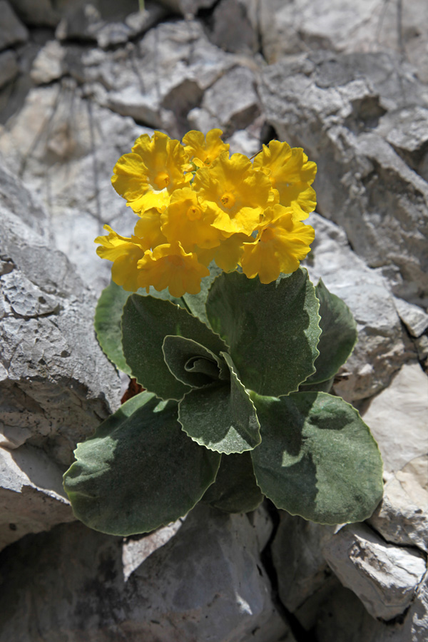 Avrikelj
V Komarči že vse cveti.
Ključne besede: primula auricula avrikelj lepi jeglič