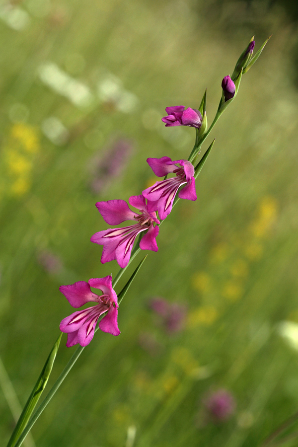 Močvirski meček I.
Letos so močvirski mečki zacveteli nekoliko kasneje.
Ključne besede: močvirski meček gladiolus palustris