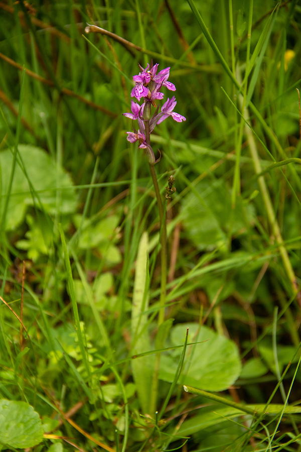 Traunsteinerjeva prstasta kukavica
Traunsteinerjeva prstasta kukavica na Jelovici.
Ključne besede: traunsteinerjeva prstasta kukavica dactylorhiza traunsteineri