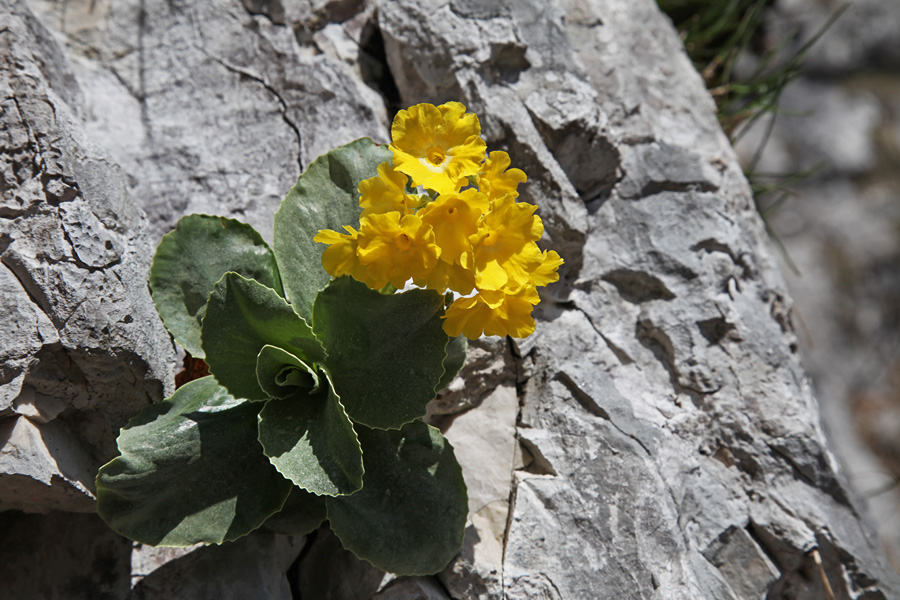 Avrikelj
Okras strme Komarče.
Ključne besede: primula auricula avrikelj lepi jeglič
