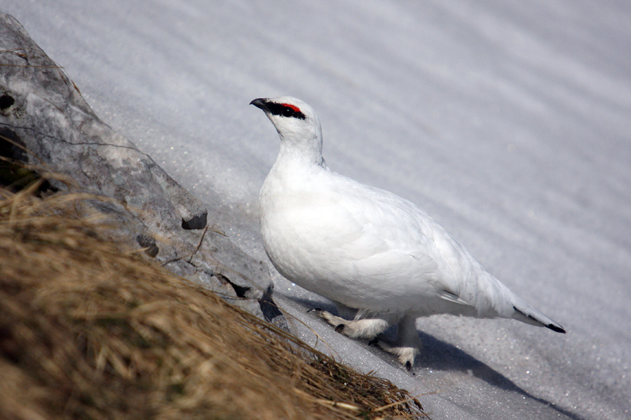 Belka VIII.
Pa še ena s poti v hrib ...
Ključne besede: belka koconoge kure lagopus mutus
