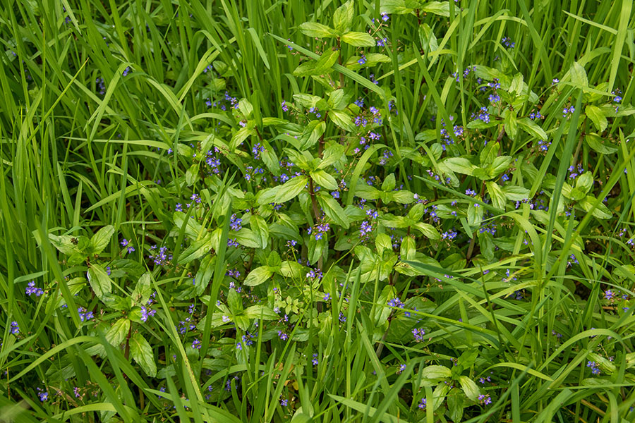 Studenčni jetičnik
Studenčni jetičnik na Jelovici.
Ključne besede: studenčni jetičnik veronica beccabunga