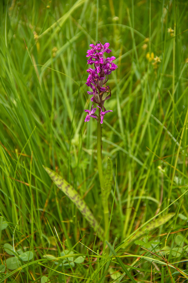 Traunsteinerjeva prstasta kukavica
Traunsteinerjeva prstasta kukavica na Jelovici.
Ključne besede: traunsteinerjeva prstasta kukavica dactylorhiza traunsteineri