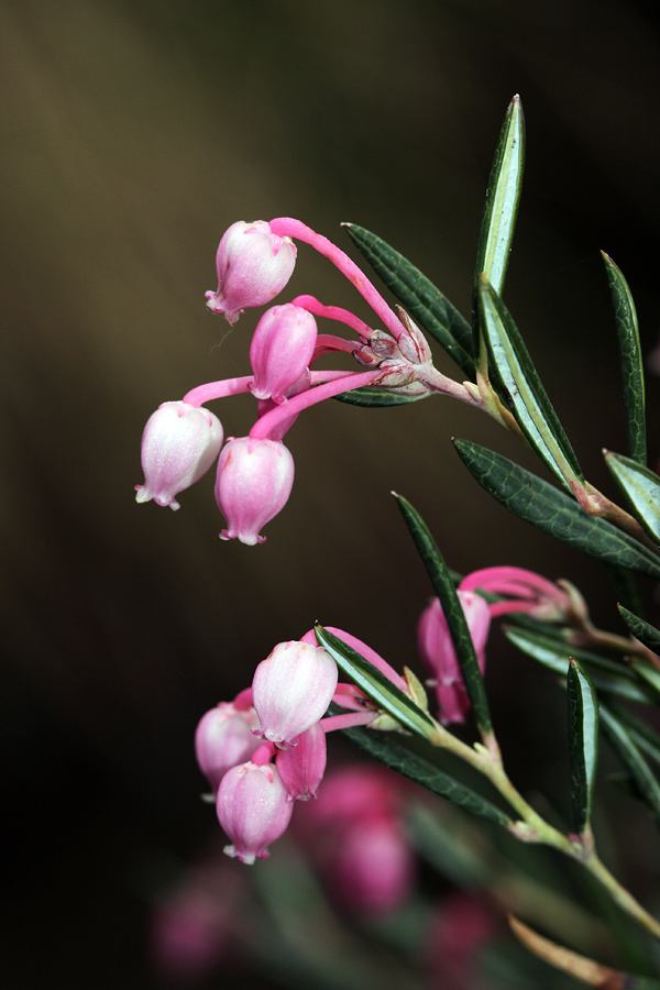 Rožmarinka
Navadna rožmarinka na Pokljuki.
Ključne besede: navadna rožmarinka andromeda polifolia
