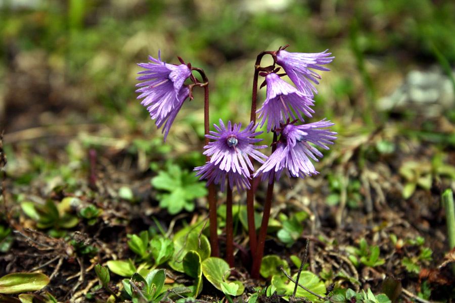 Navadni alpski zvonček
Navadni alpski zvonček (Soldanella alpina). Planina Poljana.
Ključne besede: navadni alpski zvonček soldanella alpina