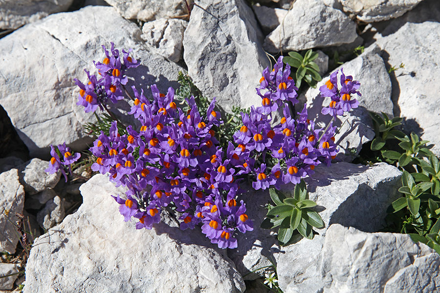 Alpska madronščica
Alpska madronščica na Zadnjev Voglu.
Ključne besede: alpska madronščica linaria alpina