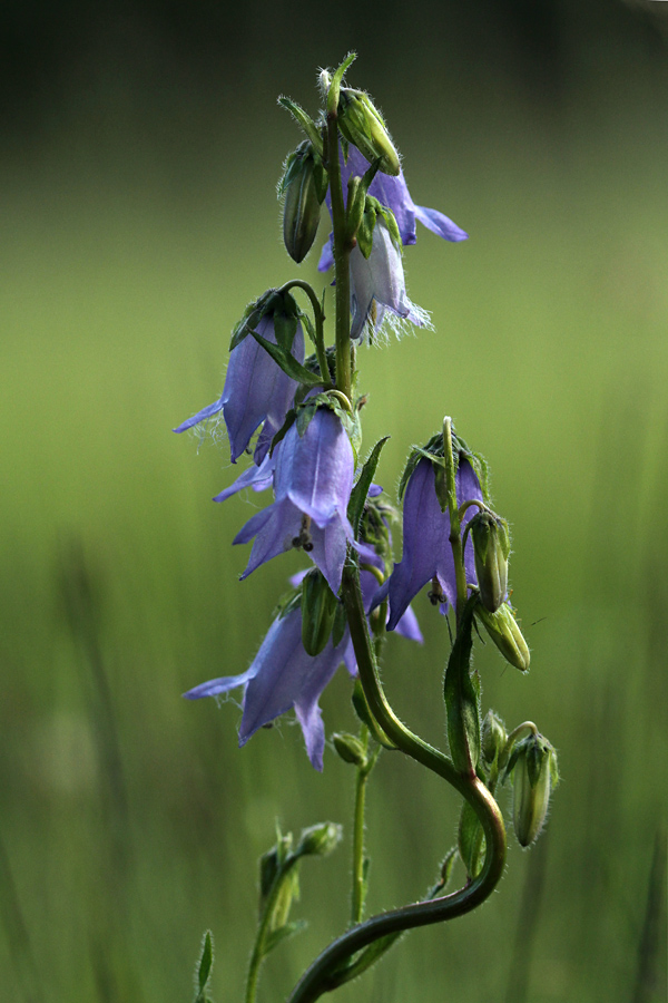 Brkata zvončica
Malo z zamudo še brkata zvončica s Pokljuke.
Ključne besede: brkata zvončica campanula barbata