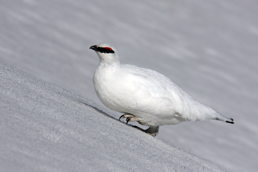 Belka V.
Zaradi ostrih in dolgih krempljev belki takle sprehod v strmino ne predstavlja težav.
Ključne besede: belka koconoge kure lagopus mutus