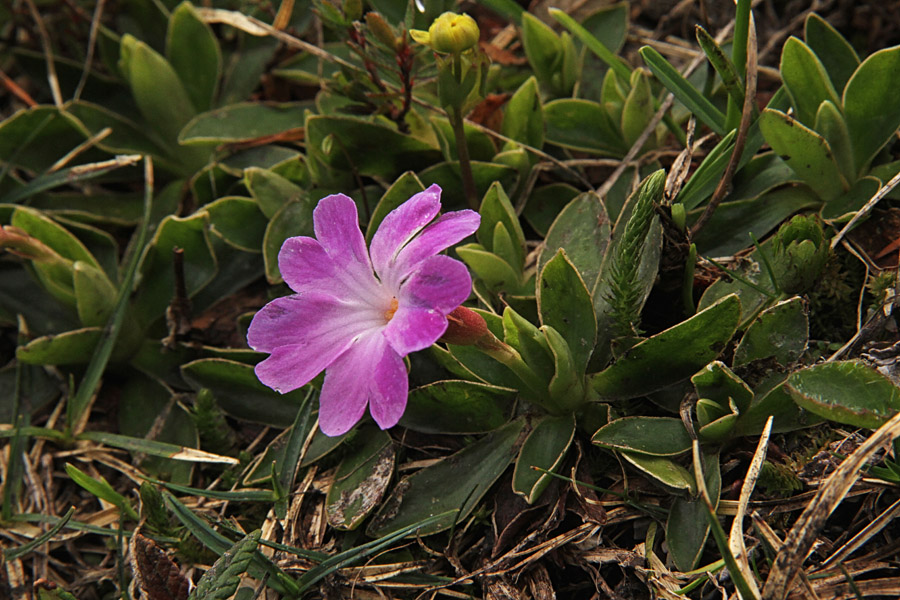Wulfenov jeglič
Wulfenov jeglič pod Raskovcem.
Ključne besede: wulfenov jeglič primula wulfeniana