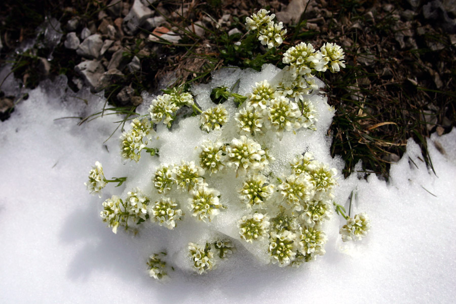 Kernerjev mošnjak
Kernerjev mošnjak (Thlaspi kerneri). Na vrhu Velikega Raskovca mu nagaja sneg. 
Ključne besede: kernerjev mošnjak  thlaspi kerneri