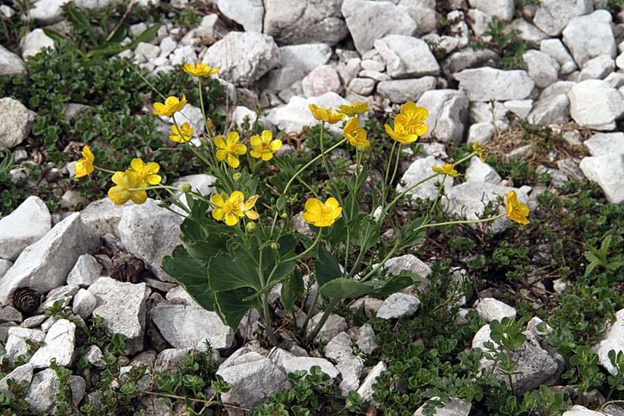 Izrodna zlatica
Izrodna zlatica na planini Poljani.
Ključne besede: izrodna zlatica ranunculus hybridus