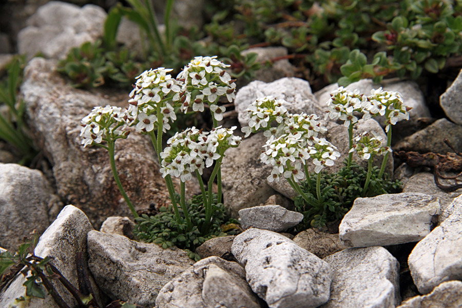 Alpska krešica
Alpska krešica.
Ključne besede: alpska krešica pritzelago alpina