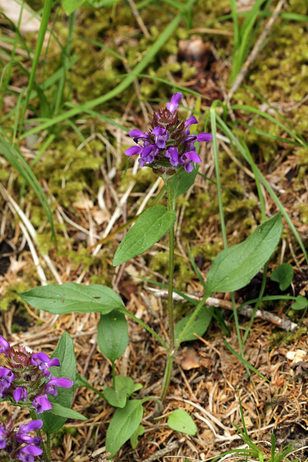 Navadna črnoglavka
Navadna črnoglavka.
Ključne besede: navadna črnoglavka prunella vulgaris