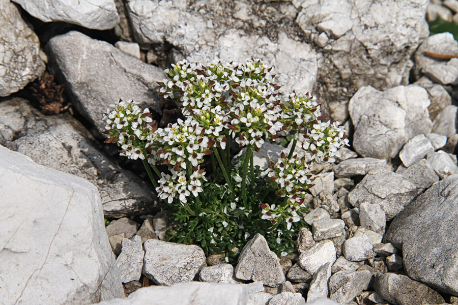 Alpska krešica
Alpska krešica. To rožo najdemo po planinah pa vse do vrha Triglava. Planina poljana.
Ključne besede: alpska krešica pritzelago alpina
