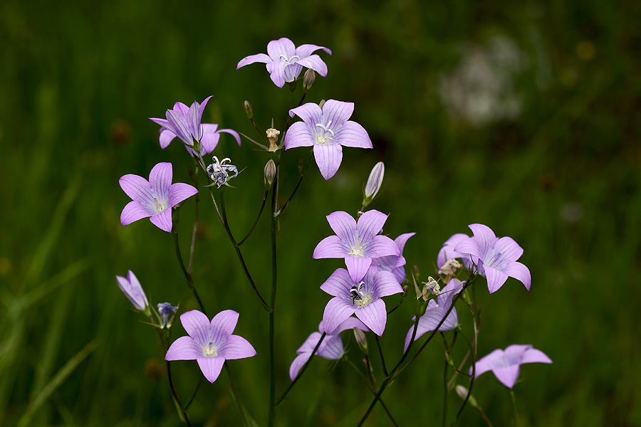 Razprostrta zvončica
Razprostrte zvončice na Dobravi.
Ključne besede: razprostrta zvončica campanula patula